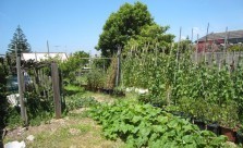 Landscaping Solutions Vegetable Gardens Kwikfynd